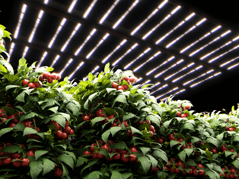 Tomatenpflanzen unter LED-Beleuchtung